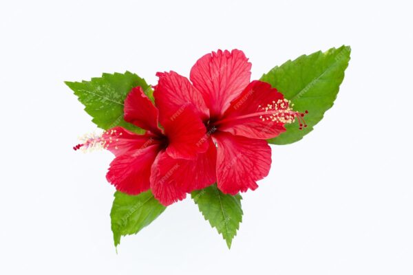 zeina hibiscus